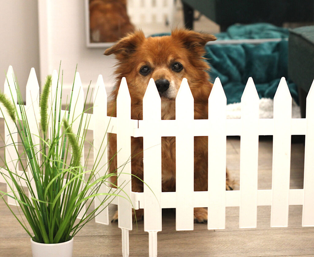 Salonhund Prinz in seinem eigenen Bereich